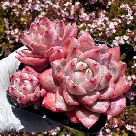 Rare Succulent: Imported   Echeveria  Pink Bluebird HUGE cluster live plant houseplant