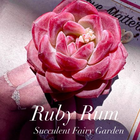 1900327453 – 1 Rare Succulent: Imported Succulent echeveria Ruby Rum live plant houseplant