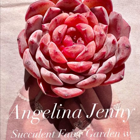 1901380551 – 1 Rare Succulent: Imported Succulent echeveria Angelina Jenny dark purple heart honey heart pink live plant houseplant