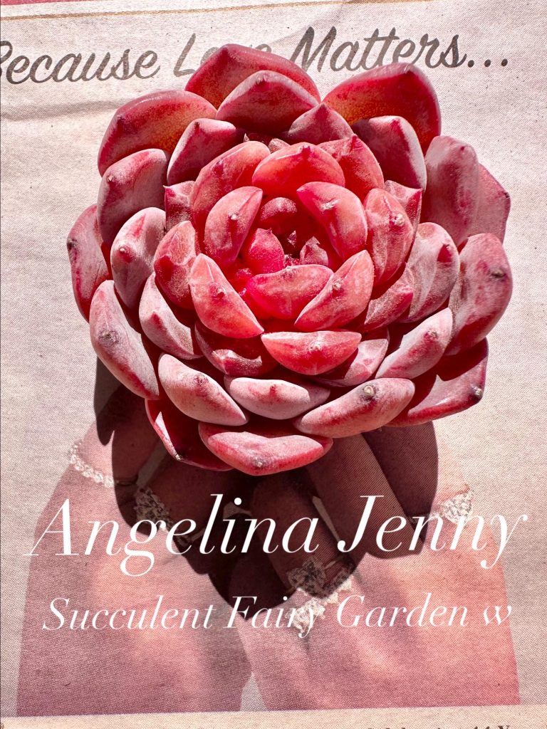 Rare Succulent: Imported Succulent echeveria Angelina Jenny  dark purple heart honey heart pink live plant houseplant