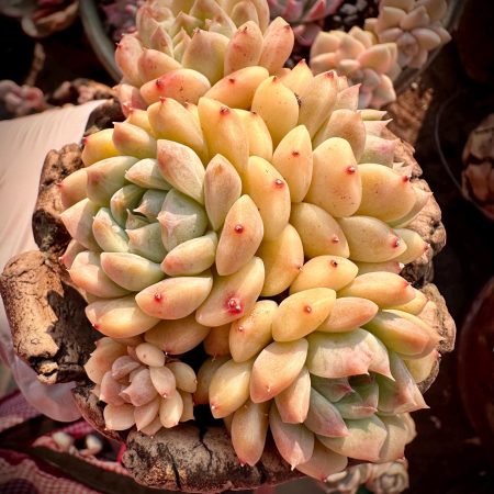 1902644493 – 2 Rare Succulent: Imported Echeveria elegans hybrid Punk Jasmine cluster 4.5" HUGE pink live plant houseplant