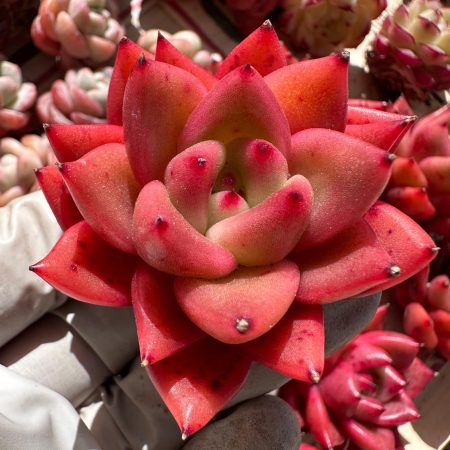 Rare Succulent: Imported RED   Echeveria Agavoides Flaming Dragon live plant houseplant