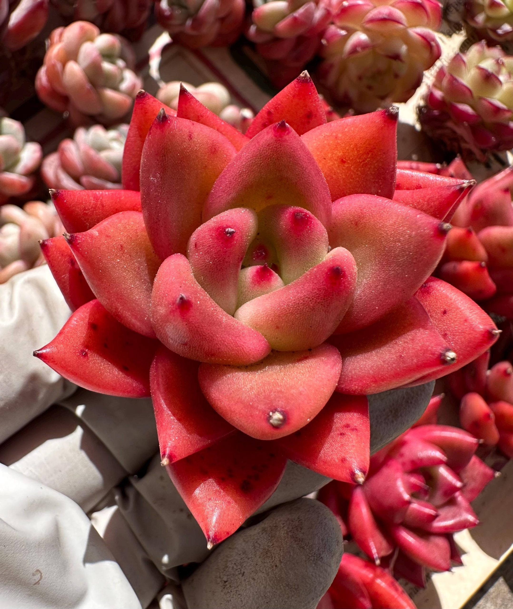 Rare Succulent: Imported RED Echeveria Agavoides Flaming Dragon live plant houseplant