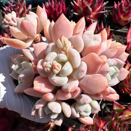 Rare succulent: imported    Sedeveria Pink Pudgye  Cake HUGE cluster bonsai flower tree live plant houseplant
