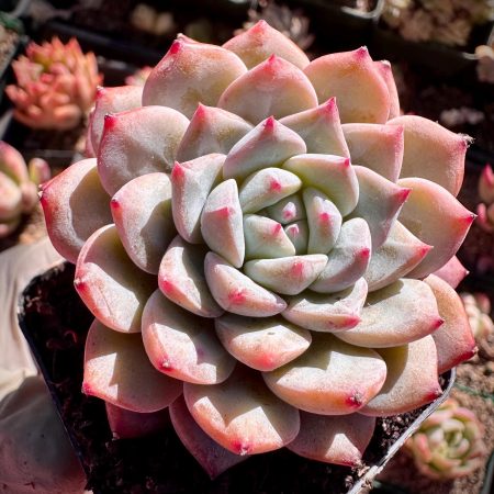 Rare Succulent: Imported Korean Echeveria  Pink Soul  thick powder  live plant houseplant