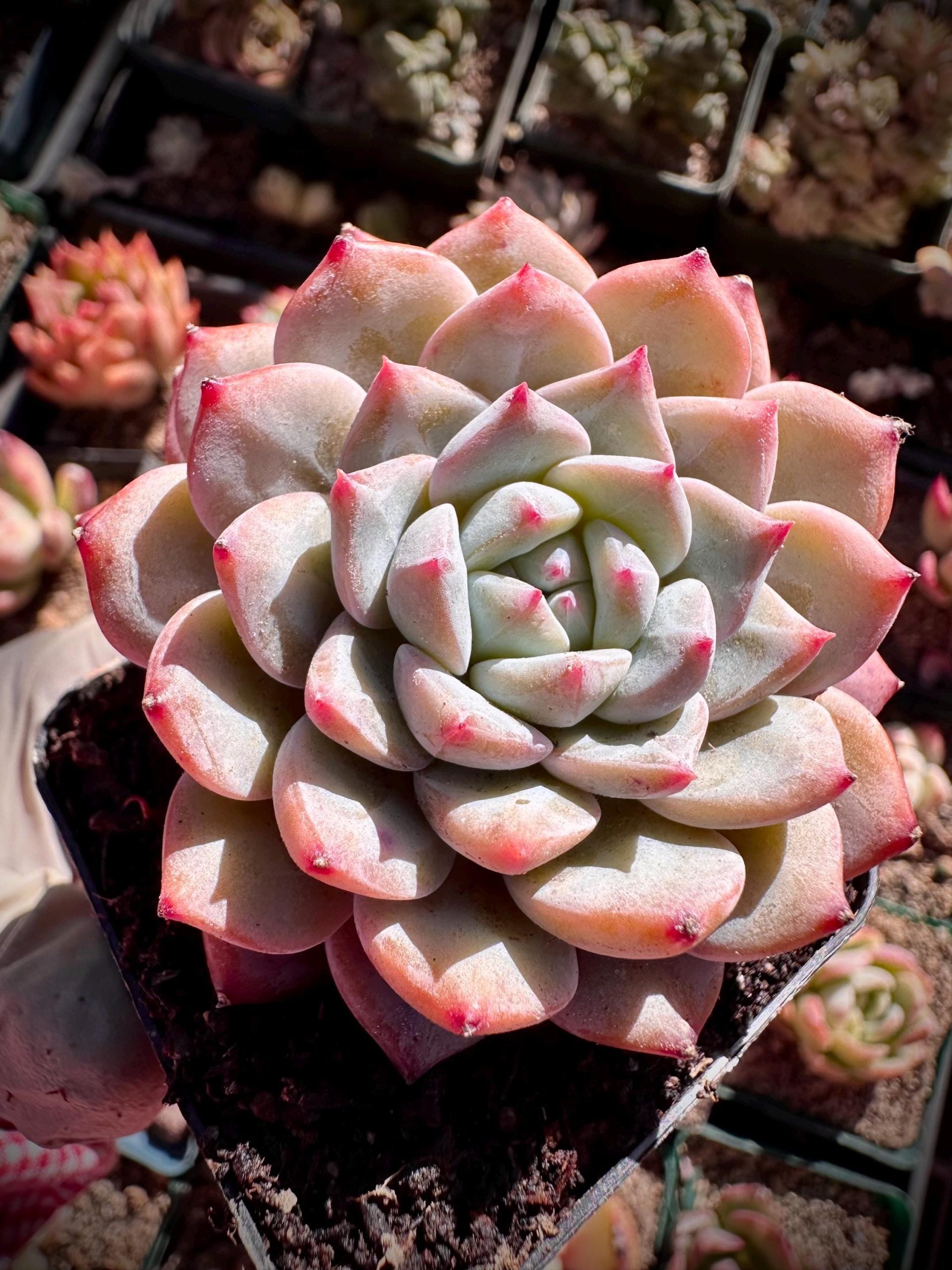 Rare Succulent: Imported Korean Echeveria Pink Soul thick powder live plant houseplant