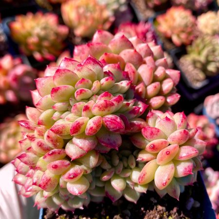 Rare succulent: Imported agavoides cristatus Echeveria Red King HUGE dragon crested shape ink live plant houseplant