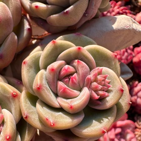 4302857986 – 3 Rare Succulent: Imported Echeveria Blueberry Jenny dark red black heart live plant houseplant