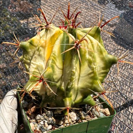 Rare Succulent: Imported  Ferocactus Latispinus Devil's Tongue variegated cactus from seeds 4 years + HUGE 4"  live plant houseplant