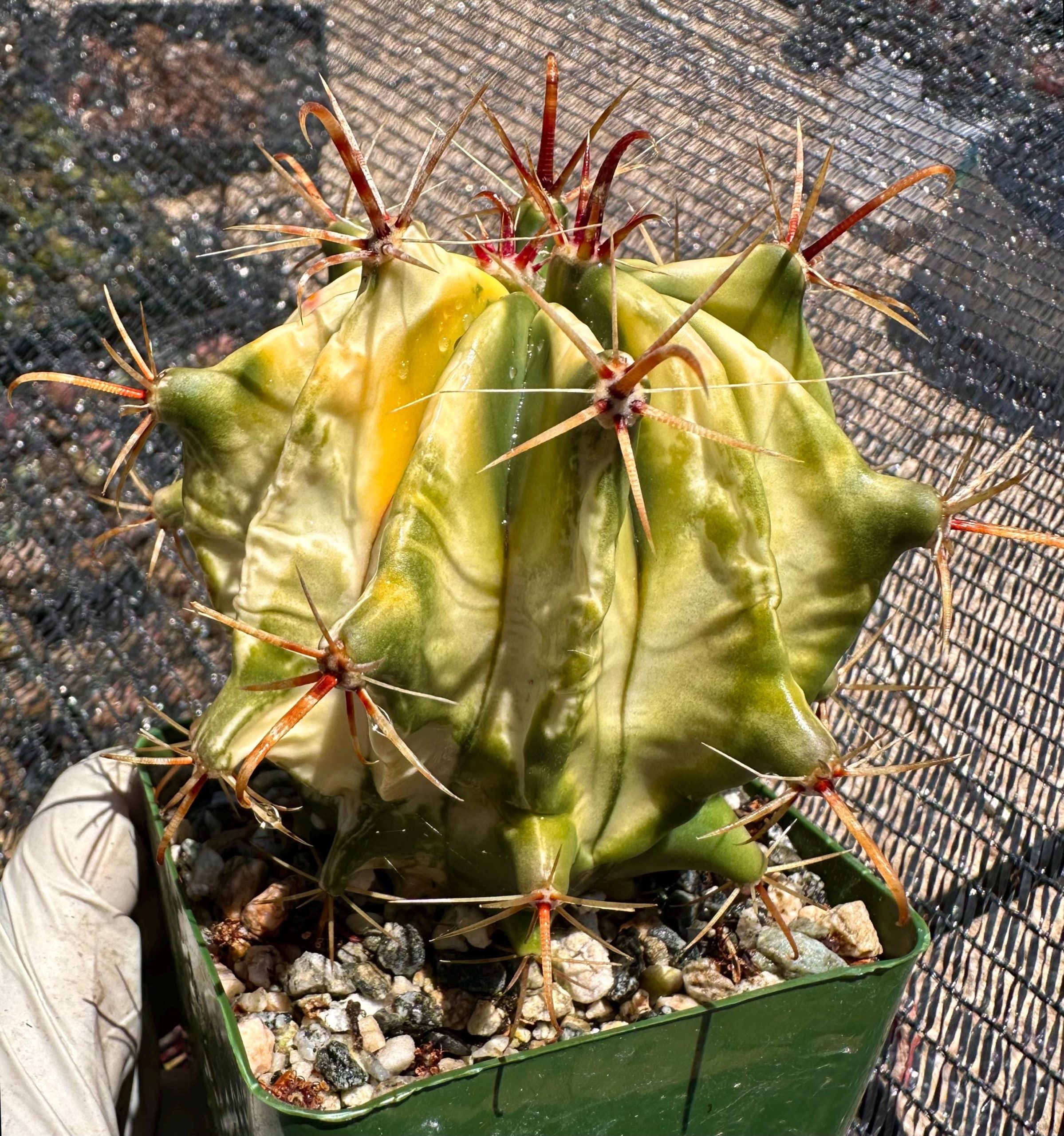 Rare Succulent: Imported Ferocactus Latispinus Devil's Tongue variegated cactus from seeds 4 years + HUGE 4" live plant houseplant