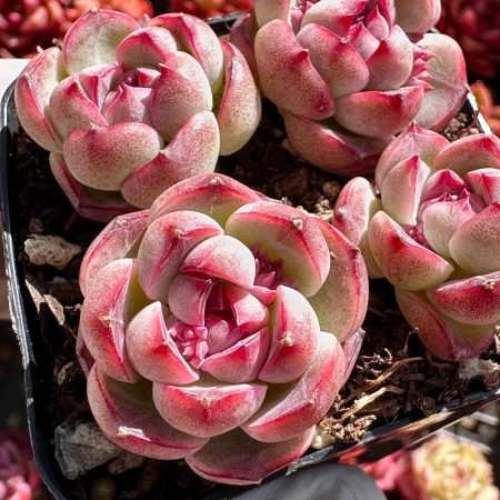 4306067519 – 3 Rare Succulent: Imported Echeveria Cranberry Pop dark red black heart live plant houseplant
