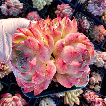 Rare Succulent: Imported  Echeveria hybrid Pink  Soul Fairy ( Fairy Soul ) cluster HUGE live plant houseplant