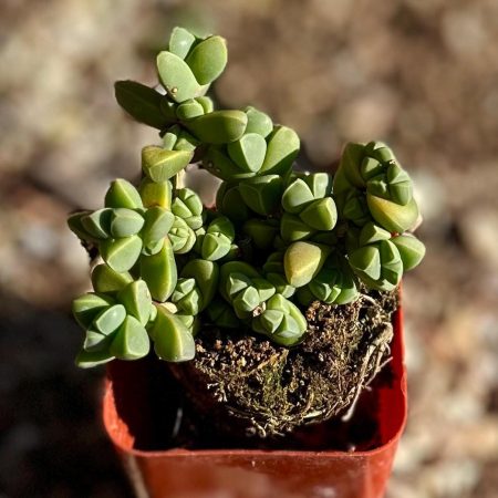 Rare Succulent: Cool beautiful succulent Astridia velutina string  live plant houseplant bonsai favorite huge cluster #A