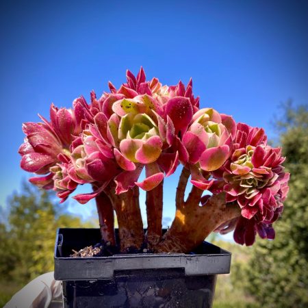 Rare Succulent: Imported  Aeonium cristata Pink Witch Cluster ~ 6"-7"  HUGE cristatus cluster Bonsai tree #A live plant houseplant