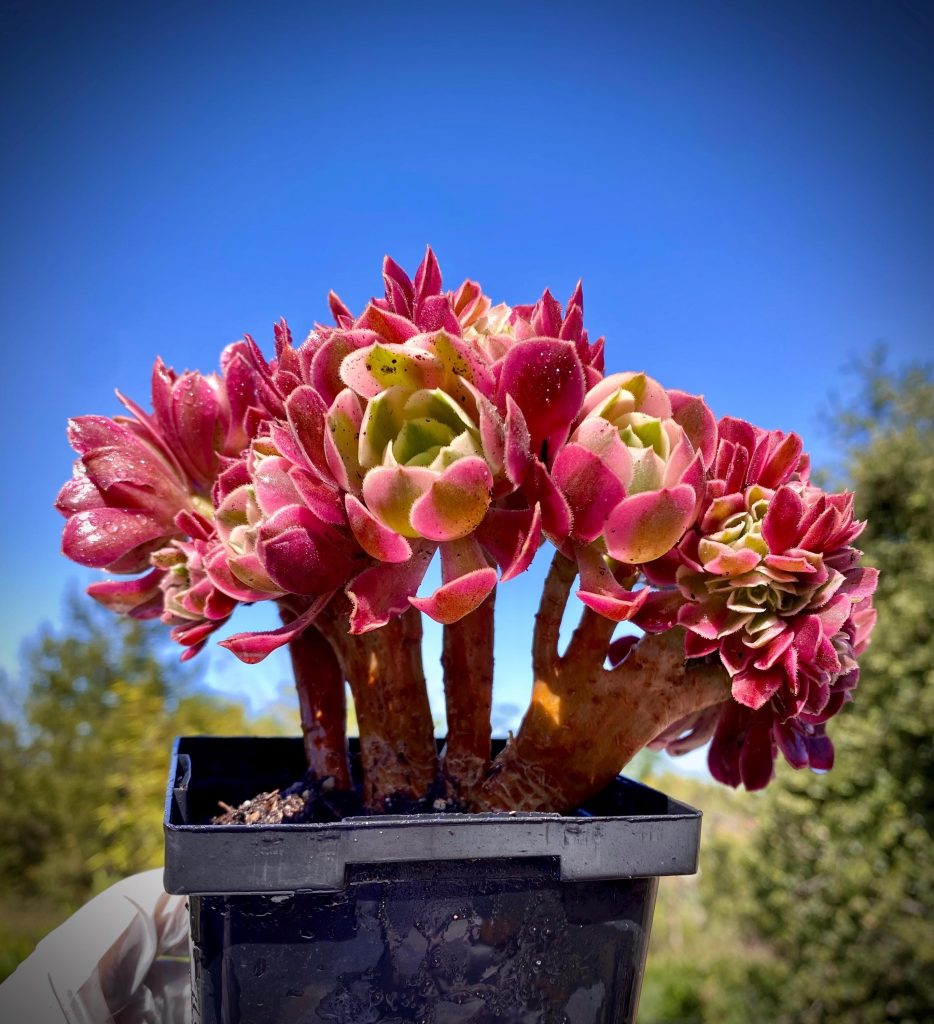 Rare Succulent: Imported  Aeonium cristata Pink Witch Cluster ~ 6"-7"  HUGE cristatus cluster Bonsai tree #A live plant houseplant