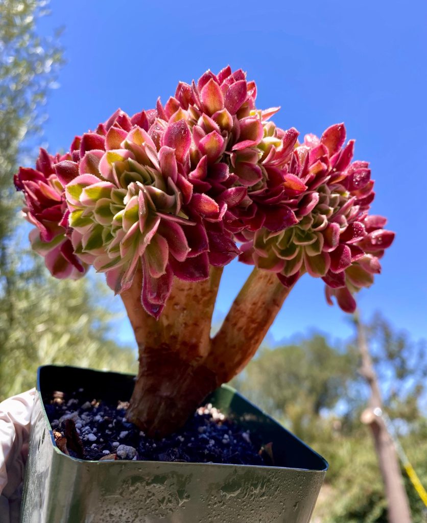 Rare Succulent: Imported  Aeonium cristata Pink Witch Cluster ~ 6"-7"  HUGE cristatus cluster Bonsai tree #B live plant houseplant