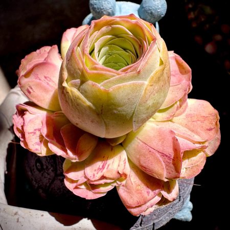Rare Succulent: Imported greenovia mountain rose live rose  Pink Palma hybrid 3.5"  17 heads cluster pink  live plant houseplant no pot