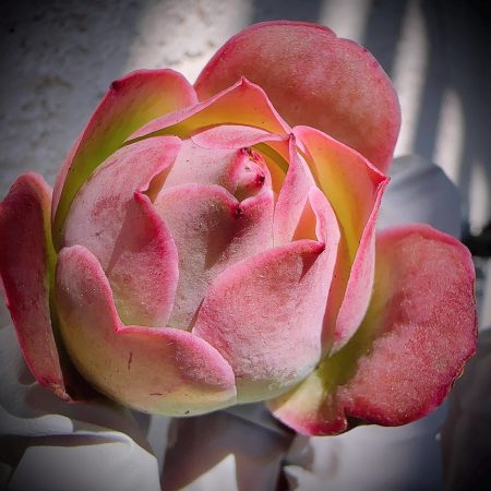 Rare Succulent: Imported  pink rose Real plants, Greenovia Aurea sp La Golden Palma, Queen Mountain Rose, Rare succulent live plant