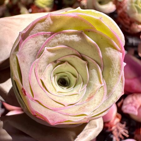 Rare Succulent: Imported  pink rose Real plants, Greenovia Aurea sp Pink Jade (Coloured Glaze ) Queen Mountain Rose,  live plant houseplant