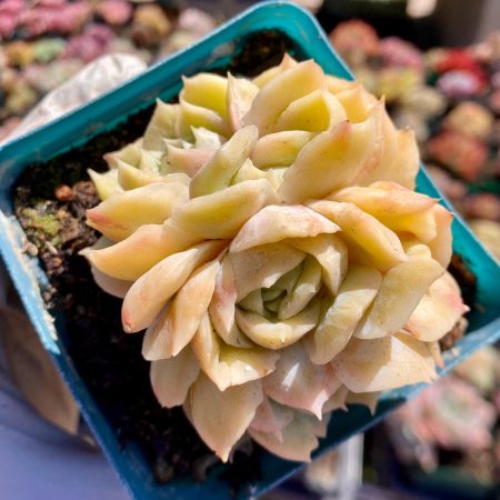 Rare Imported succulent   echeveria Onslow monstrous + variegated cluster live plant houseplant