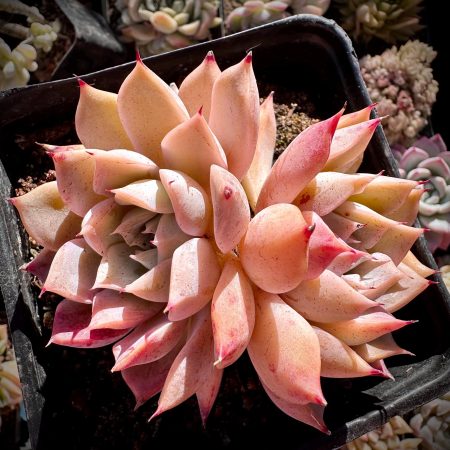 Rare Succulent: Imported   Echeveria Blue Pink Lady HUGE DOUBLE live plant houseplant