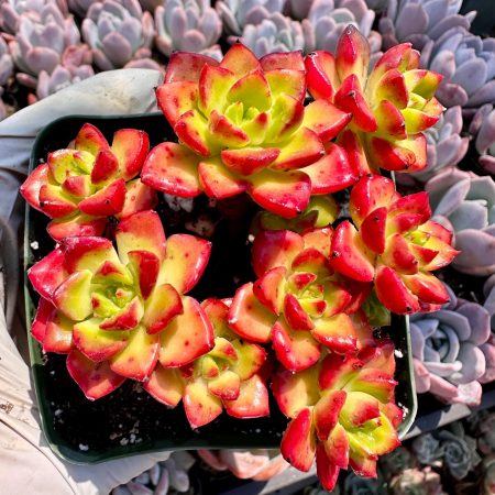 Rare succulent : imported    xSedeveria Fire Letizia HUGE cluster 4"  hot red  live plant houseplant