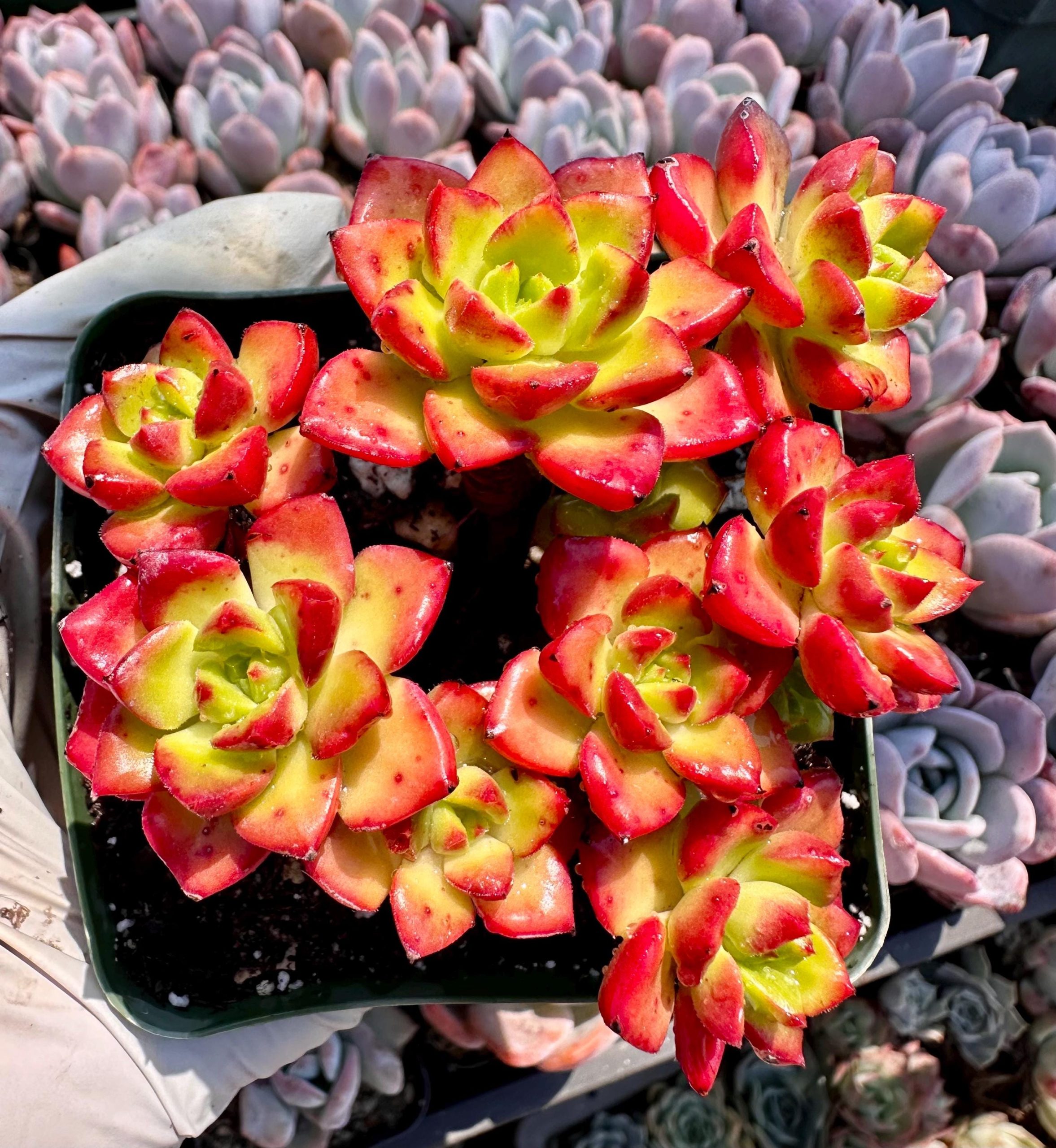 Rare succulent : imported xSedeveria Fire Letizia HUGE cluster 4" hot red live plant houseplant