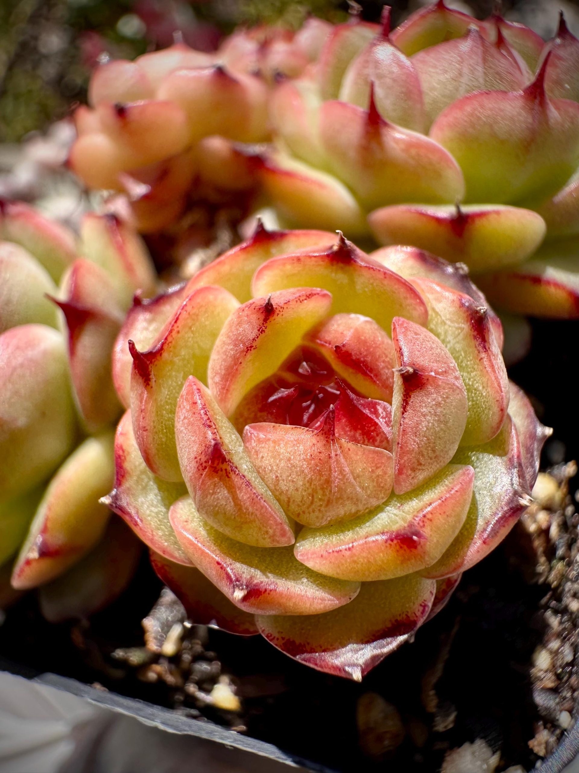 Rare Succulent: Imported echeveria hybrid Mocha 5 heads bouquet cluster honey heart dark heart live plant houseplant