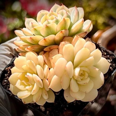 Rare succulent: imported  echeveria  Pink Minima Variegated full variegation YIN YANG cluster live plant houseplant