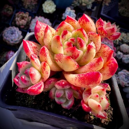 Rare Succulent: Imported  Echeveria Agavoide TM 9 heads cluster HUGE about 4"  live plant houseplant