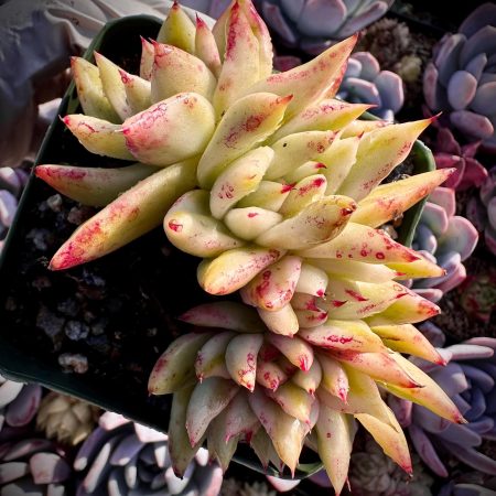 Rare Succulent: Imported   Agavoides Echeveria VARIEGATED and CRISTATUS /CROSTATA Rose Ebony live plant houseplant