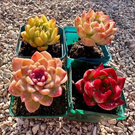Rare Succulent: Imported   Echeveria    Agavoides Bloody freckles PINK PURPLE variegated set  live plant houseplant