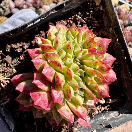 Rare Succulent: Imported crostatas/ cristatus Echeveria Raindrop longissima rose with bump live plant houseplants
