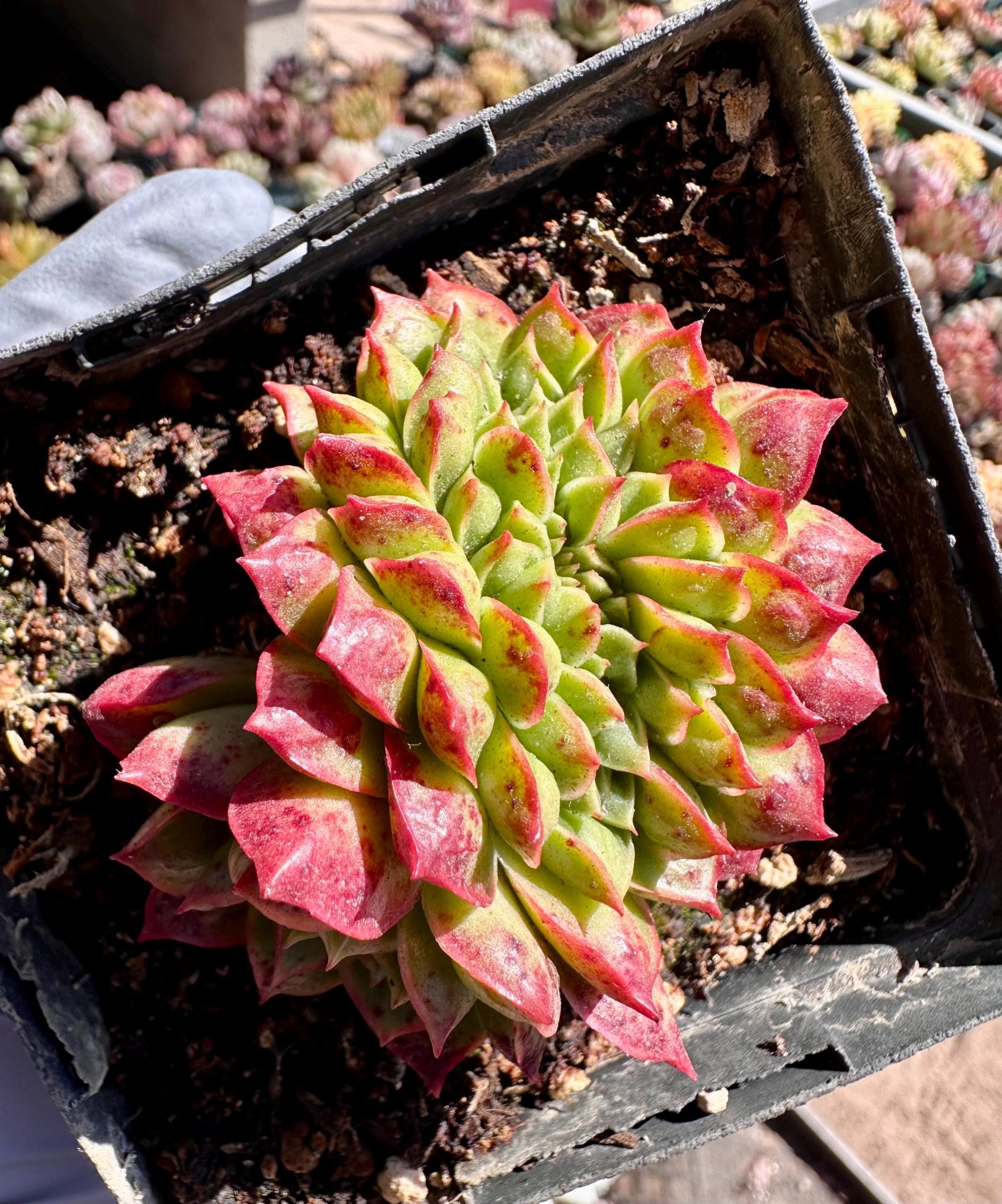 Rare Succulent: Imported crostatas/ cristatus Echeveria Raindrop longissima rose with bump live plant houseplants