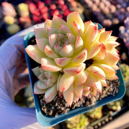 Rare Succulent: Imported   Echeveria elegans hybrid Lemon Rose Queen 3.5"   cluster live plant houseplant