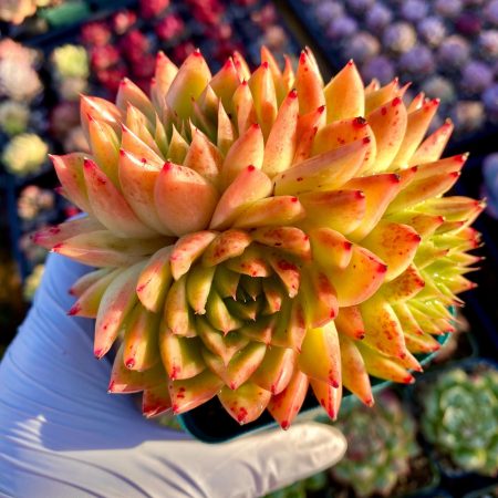 Rare Succulent: Imported Agavoides Echeveria Golden Malgan hybrid 5 heads  HUGE   cluster live plant houseplant