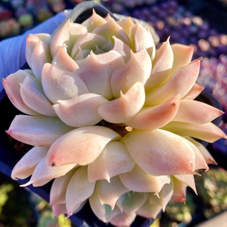 Rare Imported succulent  hybrid echeveria elegans White Queen 2 heads  huge DOUBLE pink live plant houseplant