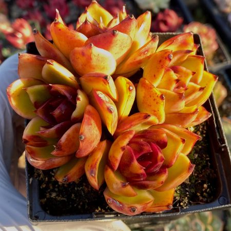 4380877597 – 1 Rare succulent: imported Echeveria Agavoides hybrid Red Lantern HUGE cluster live plant houseplant