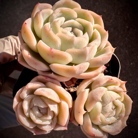 Rare Imported succulent  hybrid echeveria  White Macchiato 3 heads cluster thick powder green in summer live plant houseplant