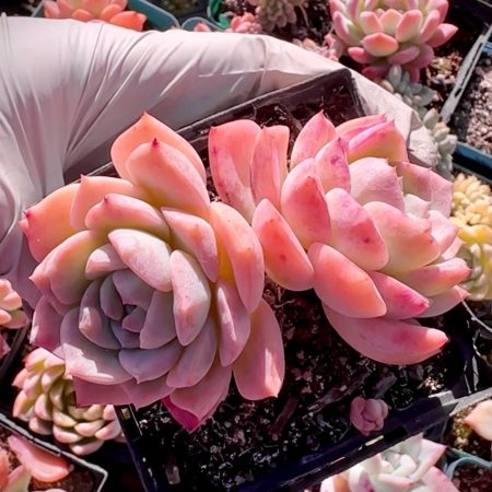 Rare Succulent: Imported  elegans Echeveria  Pink Monroe hybrid large double live plant houseplant