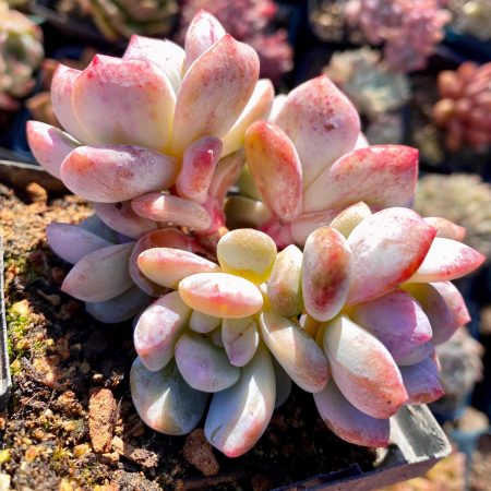Rare Succulent: Imported   Echeveria Orange Monroe Monstrous + variegated 5 heads cluster huge pink live plant houseplant #C