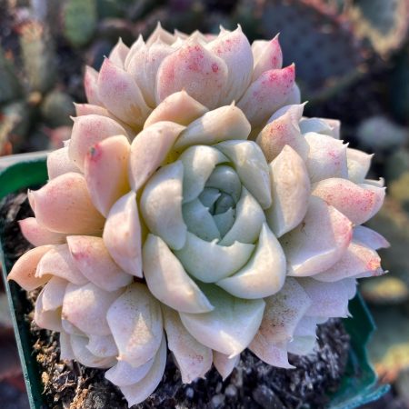 Rare Succulent: Imported hybrid Elegans Echeveria  White Elegans cluster perfect 7 rosette bouquet pink live plant houseplant