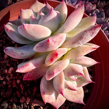 Rare Succulent: Imported   echeveria hybrid Ice Colorata 2 heads HUGE DOUBLE thick powder pink live plant houseplant