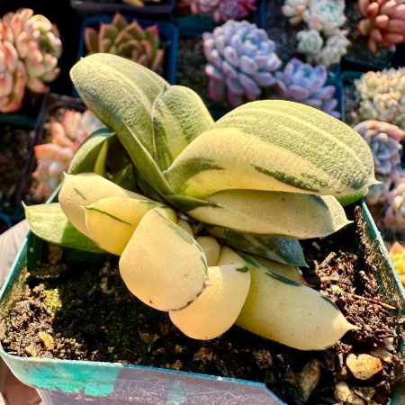 Rare succulent: imported Gasteria glomerata variegated yin yang cluster #M live plant houseplant