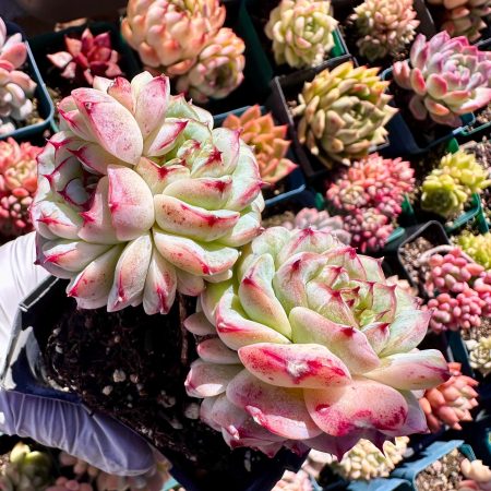 Rare Succulent: Imported  Echeveria Red Velvet HUGE 4   heads  cluster pink red honey heart  live plant houseplant