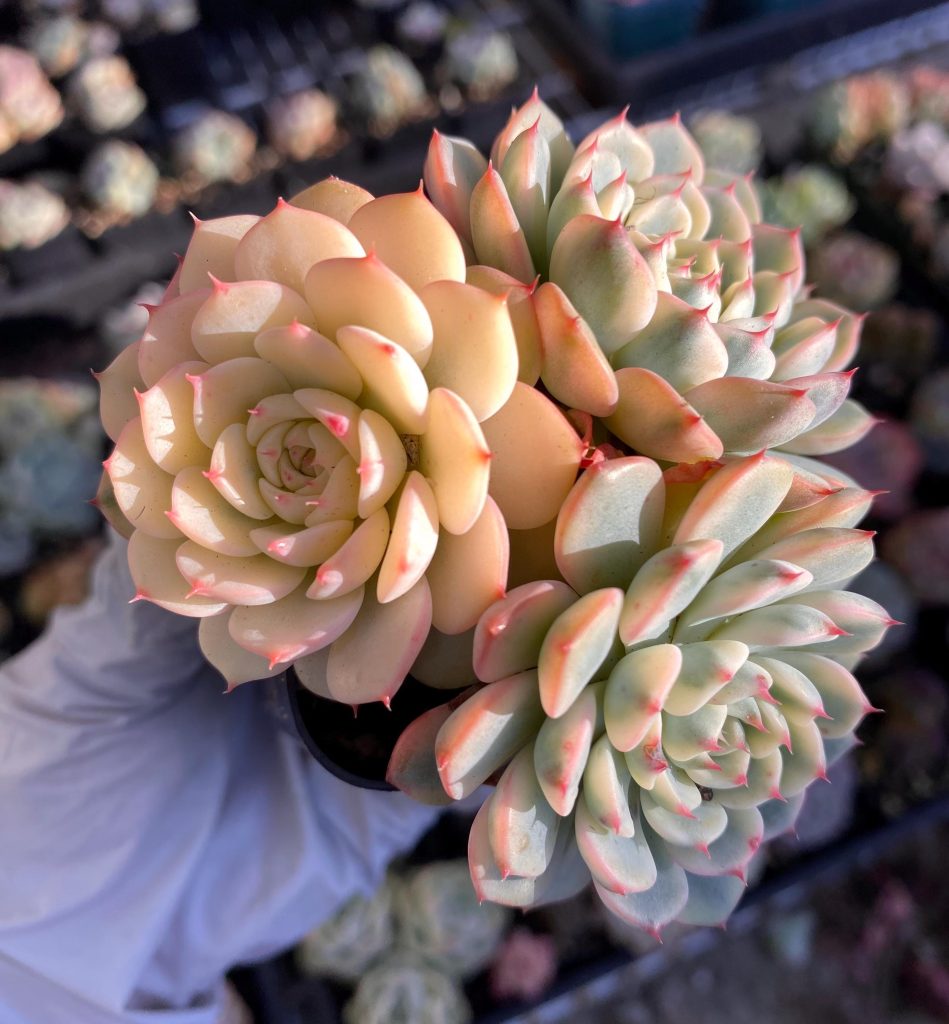 Rare succulent: imported  echeveria  Pink Minima Variegated full variegation YIN YANG cluster #A live plant houseplant