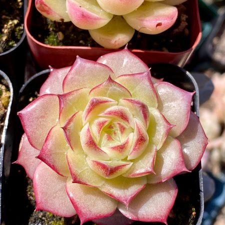 Rare Succulent: Imported   Echeveria FULL  PINK crystal  Elegans +  Jenny  hybrid unique set  live plant houseplant