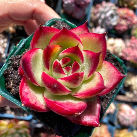 Rare Imported succulent Korea echeveria  agavoides hybrid Moulin Rouge Rose hot red live plant houseplant