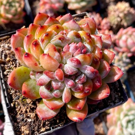 Rare Succulent: Imported cool Succulent  Echeveria   Angelina Jenny HUGE cluster pink live plant houseplant
