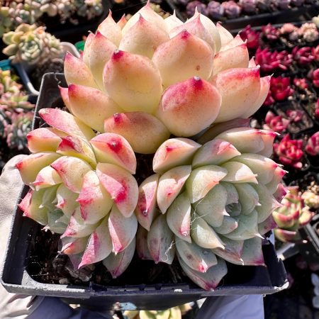 Rare Succulent: Imported hybrid  Echeveria elegans Rose Queen HUGE cluster pink live plant houseplant